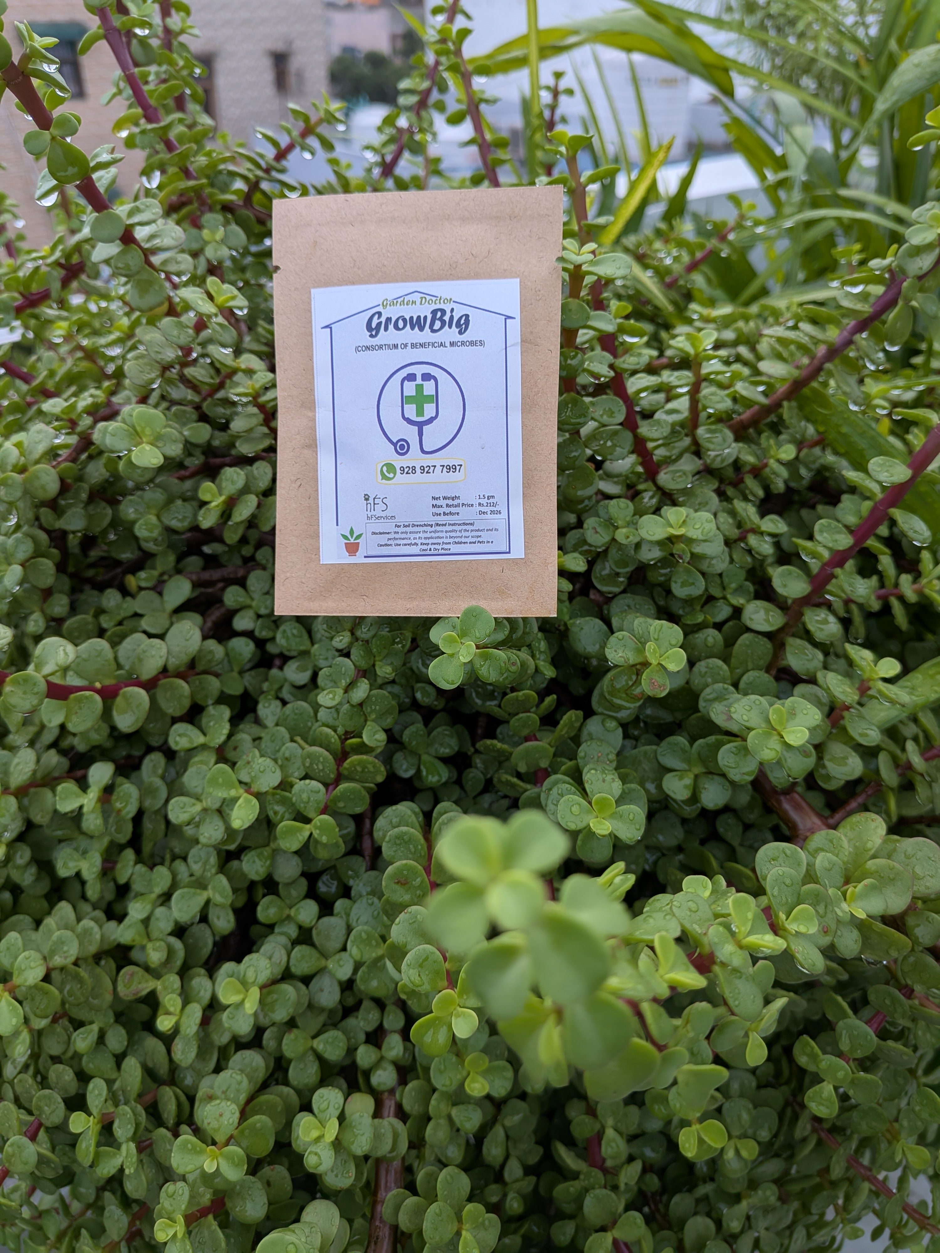 GrowBig (0.50 gm) - Unlock Plant Nutrition with Microbial Magic (Pack of 2) Shipping free